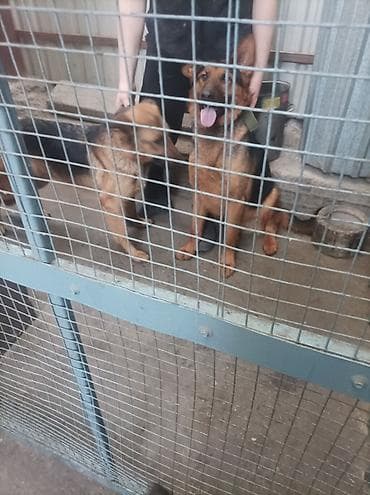 обезьяна домашняя купить: Щенки немецкой овчарки 01.01.26 мальчик и девочка - Порода: немецкая — 9