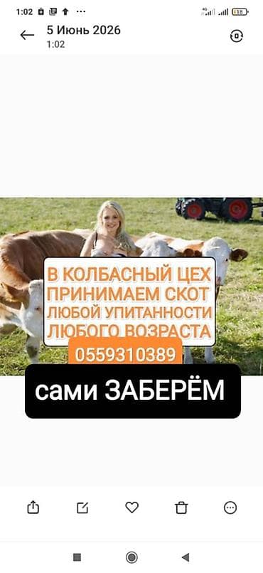 лиса купить: Колбасный цех : Коровы, быки, | Любое состояние — 1