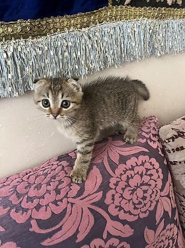 мышык бишкек: Шотландский вислоухий котёнок (скоттиш-фолд) - Пол: девочка - Окрас — 6
