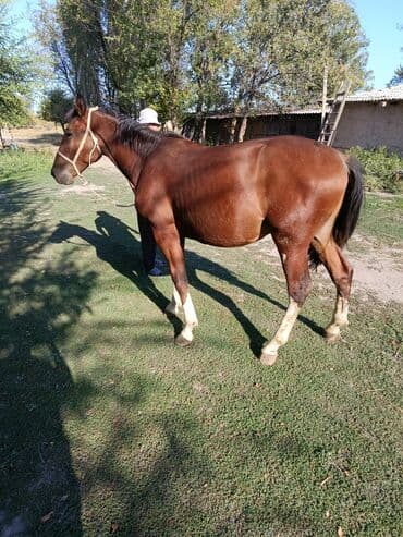 кой кыркыч: Продаю | Конь (самец) — 4