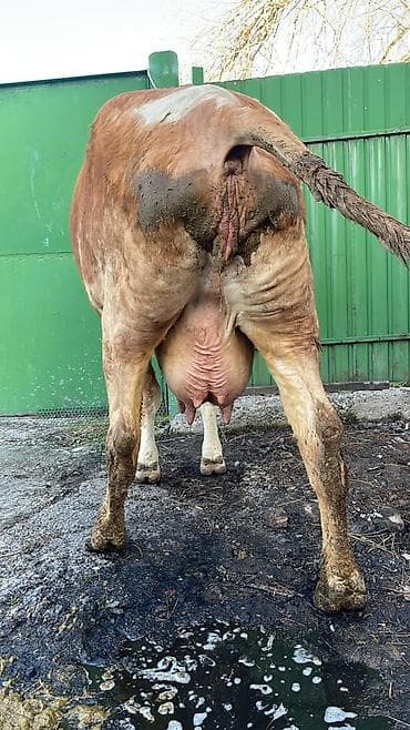 Үй жаныбарлары үчүн товарлар: Сатам | Уй (ургаачы) | Симментал | Сүт алуу үчүн — 5