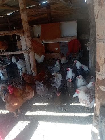 сетка для курятника: Продаю | Куры | Домашняя | Для разведения — 2