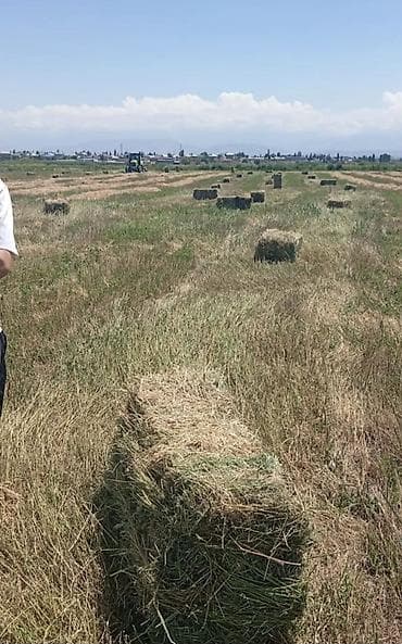 живой форел: Экспарцет сатылат 100 шт. арзан баада 140 сом . Сары джон — 2
