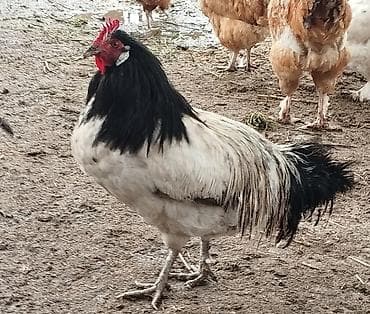 прост ат: Продаю | Куры | Несушки — 6