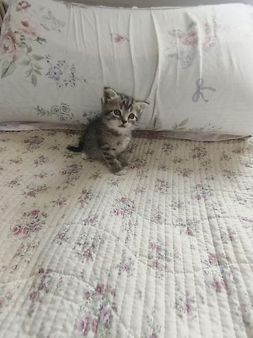 Британские котята, помёт из 4 малышей: 3 девочки и 1 мальчик - — 1