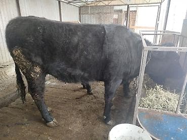 мастиф собака: Продаю | Тёлка | Швицкая | На откорм | Привязанные — 8