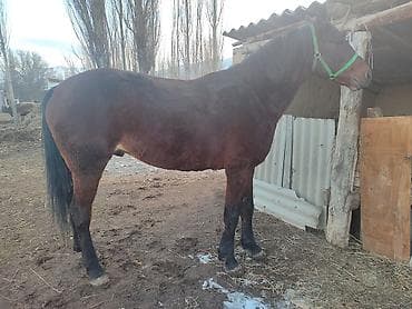 стар 53: Продаю | Жеребец | Кара Жорго | Для разведения | Племенные — 1