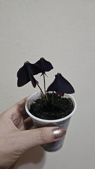 чон арыке: Кислица
Оксалис 
oxalis 
🦋 
бабочка — 8