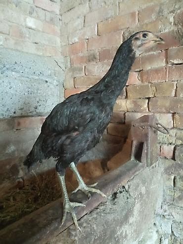 Другие животные: Продаю | Куры | На забой — 1