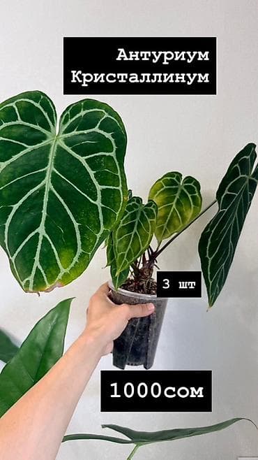 баа: Антуриум Кристаллинум (Anthurium crystallinum) На фото указаны — 3