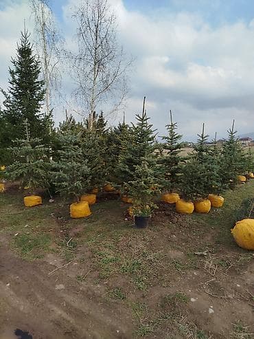 пересадка елки: Ели/хвойные деревья с комом земли для пересадки - Породы: ель (в т — 7