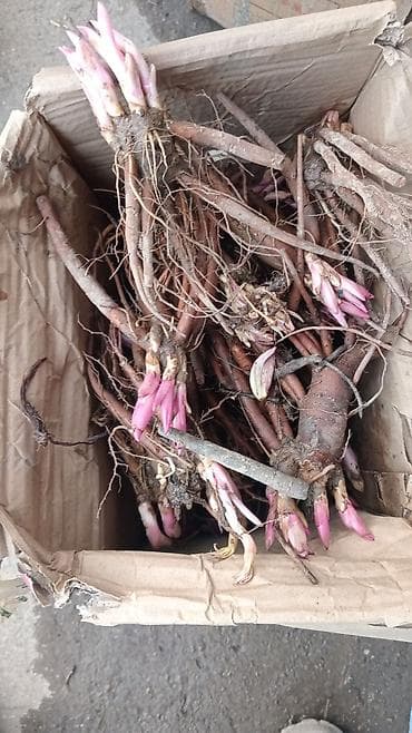 саженцы сокулук: Самовывоз, Платная доставка — 8