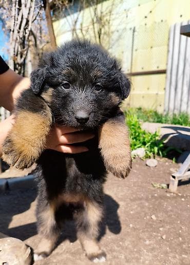 щенки собак: Немецкая овчарка, 1 месяц, Самец, С прививкой — 5