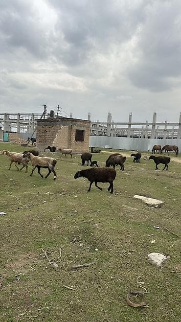 кролики в тюпе: Продаю | Овца (самка) | Для разведения | Ярка — 6