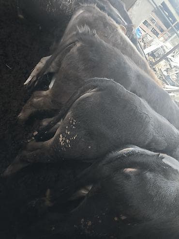 ротвейлер бишкек: Сатам | Бука (эркек) — 6