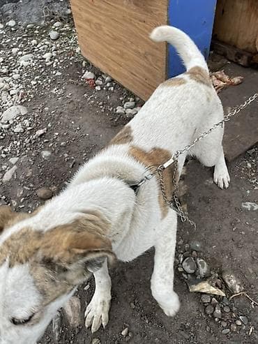 купить колли собаку: Собака средних размеров 3 месяца короткошёрстная, белая с рыжими — 4