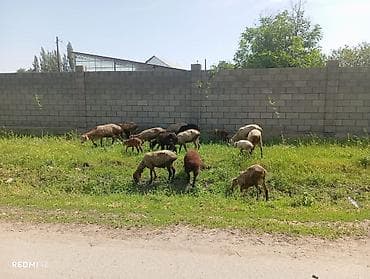 баран купить бишкек: Продаю | Овца (самка), Баран (самец) | Меринос — 2