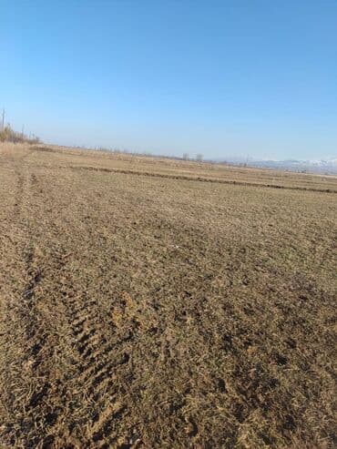 продажа земель сельскохозяйственного назначения: 1500 соток, Для сельского хозяйства, Договор долевого участия — 4