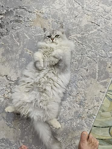 Продажа кошек: Пушистая домашняя кошка, длинношёрстная, серебристо‑дымчатого окраса — 2