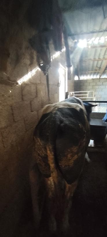 ангус корова: Продаю | Бык (самец) | Полукровка | Для разведения | Племенные — 7