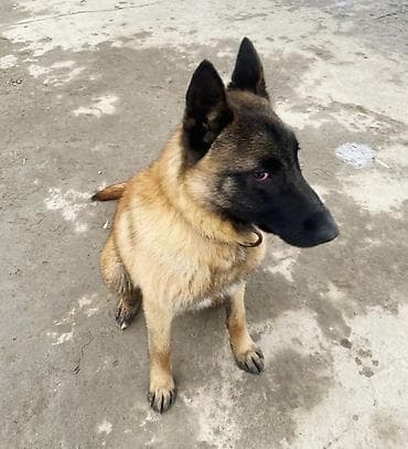 собаки долматинец: Бельгийская овчарка, 6 месяцев, Самец — 4