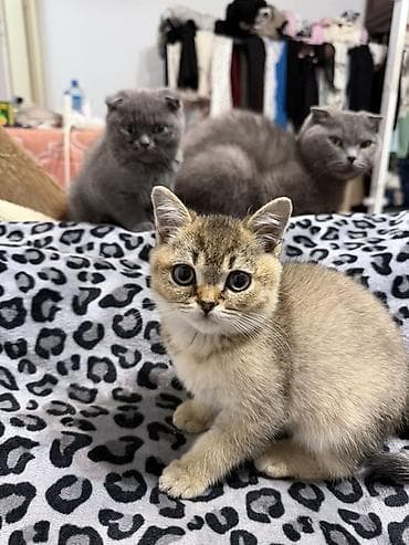 scottish fold: Шотландские котята (Scottish Fold/Scottish Straight) Описание: - — 3