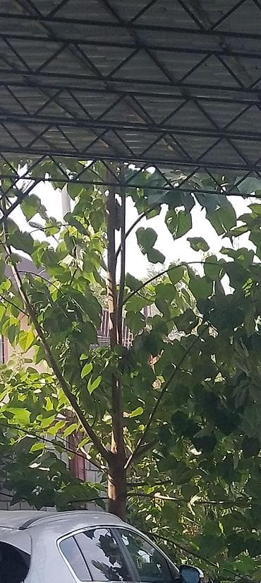 Саженец быстрорастущего дерева (высокорослое лиственное) - Тип