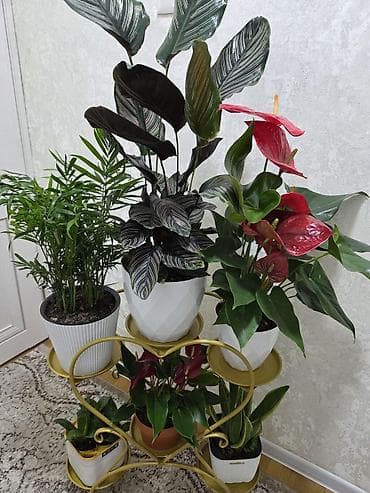 солнычный свет: Комнатные растения в горшках. - Суккуленты, сансевиерия, алоэ — 7