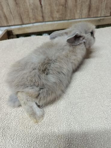 стол для аквариума: Продаю Кроликов декоративных, Отличный выбор для семьи и детей — 5