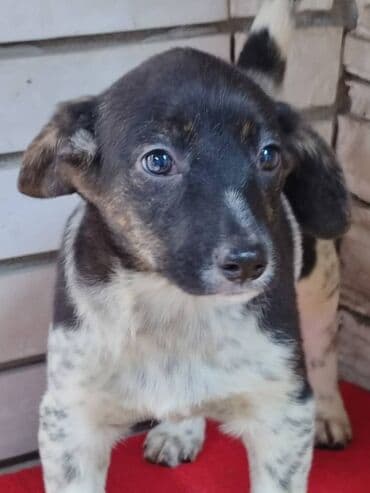 питомники собак бишкек: Ищем дом девочке. По достижении возраста гарантируем стерилизацию — 5