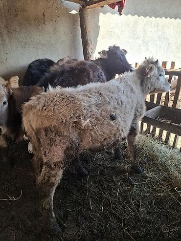 швиц бычки: Продаю | Музоо, торпок | Полукровка | На откорм — 3