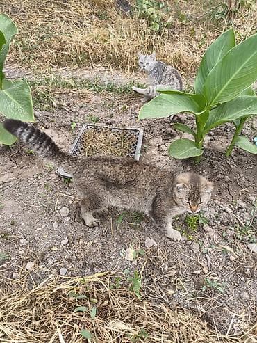 вин кот: 1 год, Мальчик, Приучена к лотку — 5