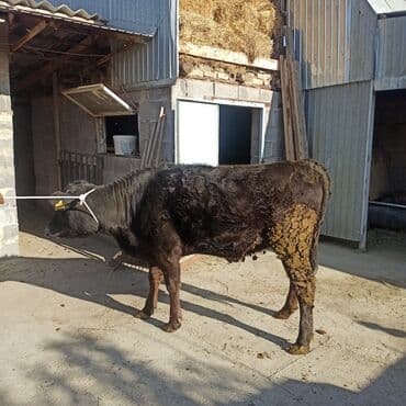 Иттер: Сатам | Кунаажын | Ангус | Бордоп семиртүү үчүн | Асыл тукумдуу — 10