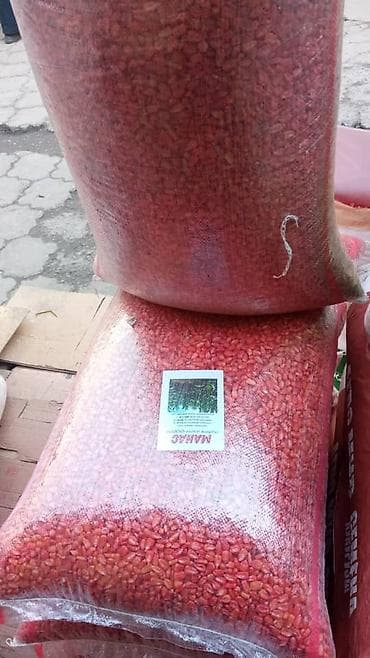 кукуруза початка: Семена кукурузы (местные сорта) ✔ Высокая урожайность ✔ Адаптированы к — 3