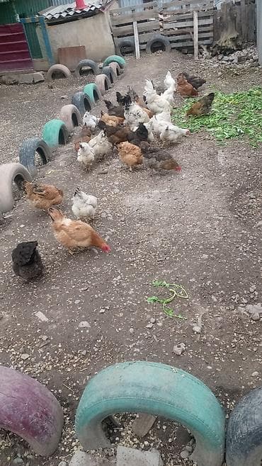 продаю бролеров: Продаю | Куры | Домашняя | Для разведения — 3