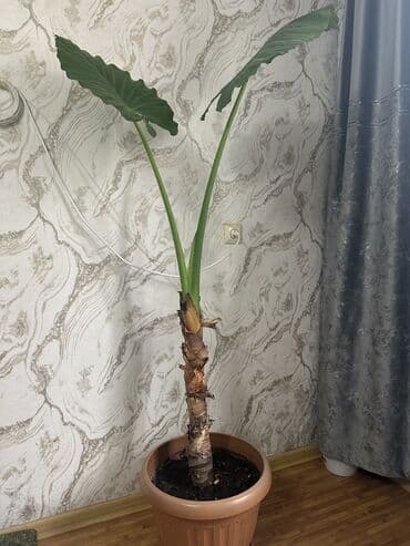 садовые гномы: Растение алоказия в горшке с большими зелеными листьями. Это — 3