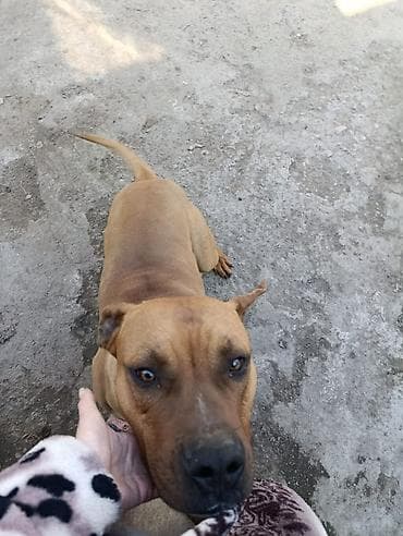 кошка пародистый: Порода/тип: собака среднего-крупного размера, гладкошёрстная, рыжего — 1