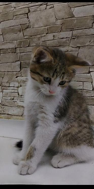 где можно взять кошку: Котёнку 2 месяца, к лотку приучен ещё с первого месяца. Кушает корм — 6