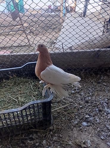 тикап пудель цена: Порода:капкан маладой самка не гоненый декоративный голубь, вероятно — 2