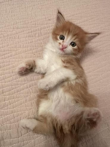 рыжий котёнок купить: КОТЁНОК МАЛЬЧИК 1,5 МЕСЯЦА. Рыжево-белый котёнок с пушистой шерстью и — 10