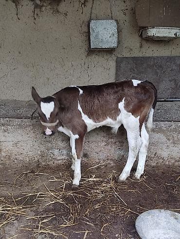 мини чихуахуа: Продаю | Бык (самец) | Привязанные — 1