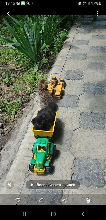 Котята с вислоухими ушками от домашней кошки-скоттиш (на фото с
