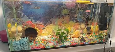 аквариум с тумбой: 2 аквариума с фильтром, укомплектованный декоративными элементами — 8