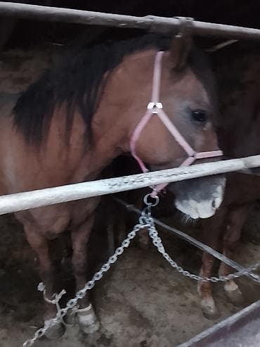 ищем кошку для вязки: Продаю | Конь (самец) | Рабочий — 1