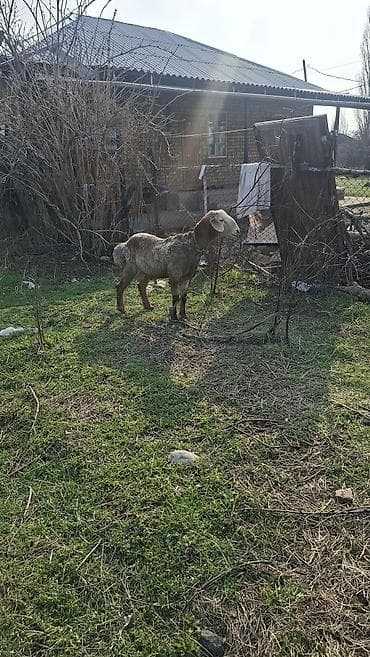 А/ч жаныбарларын сатып алам: Сатам | Кочкор (эркек) | Эдильбай | Көбөйтүү үчүн — 4