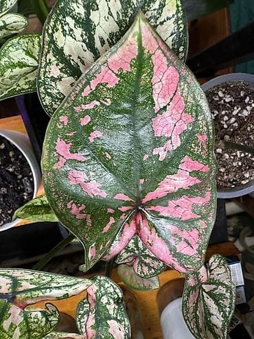 чёрный принц: В продаже КАЛАДИУМЫ 1. Сорт “Carolyn Whorton” очень красивый кустик с — 2