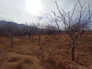 Уруктар жана көчөттөр: Продаю участок 11 соток, Иссык Кульская обл, посёлок Каджи Сай, Южный — 2