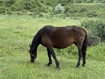 чайный сервиз ссср на 6 персон: Кумыс из свежего кобыльего молока - Натуральный традиционный напиток — 2