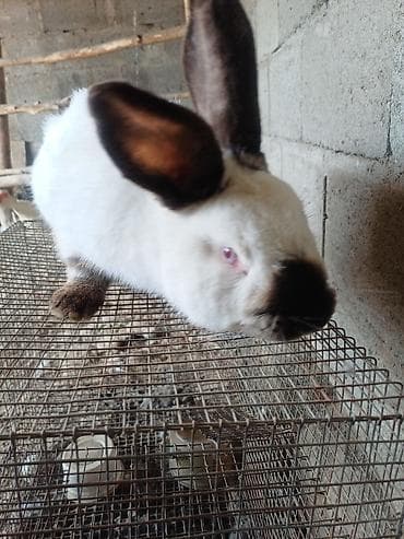 кролики великан: Продаю | Кролик самец | Калифорнийская | Для разведения | Племенные — 2