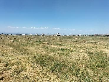 корм для папугая: Продаётся сено в тюках бэде клевер. - Формат: прямоугольные тюки — 1